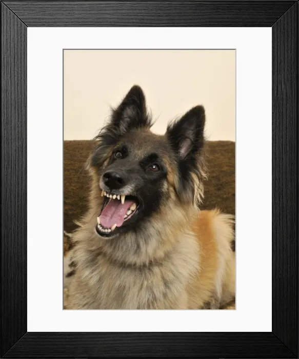 Framed Print : DOG. older dog being aggressive Framed Print : DOG. older dog being aggressive