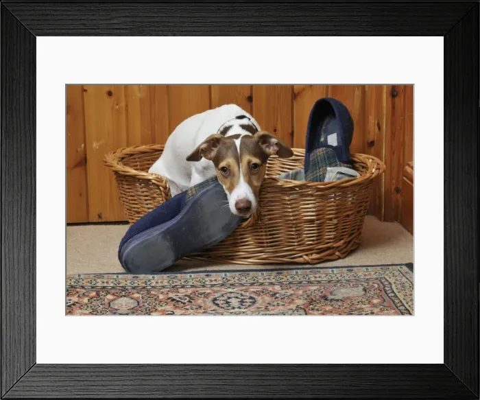 Framed Print : DOG. dog being possessive of slippers Framed Print : DOG. dog being possessive of slippers