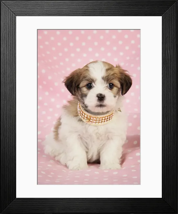 Framed Print : Dog. Teddy bear puppy on pink background Framed Print : Dog. Teddy bear puppy on pink background