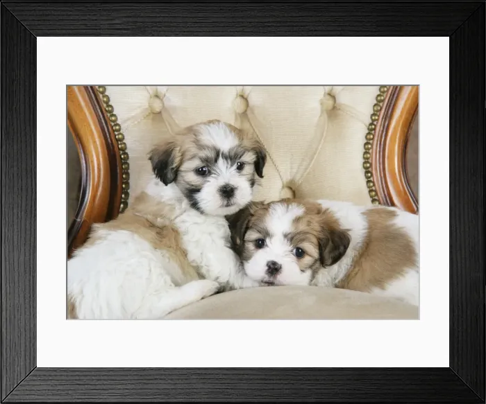 Framed Print : Dog. Teddy bear puppies sitting on cushion chair Framed Print : Dog. Teddy bear puppies sitting on cushion chair