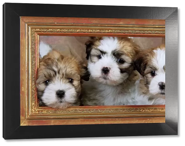 Dog. Teddy bear puppies in picture frame