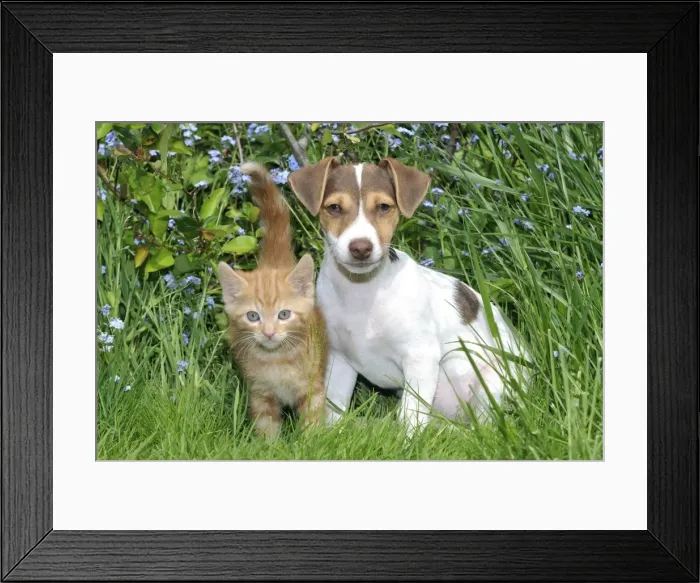 Framed Print : Kitten & ( Jack Russell ) puppy Framed Print : Kitten & ( Jack Russell ) puppy