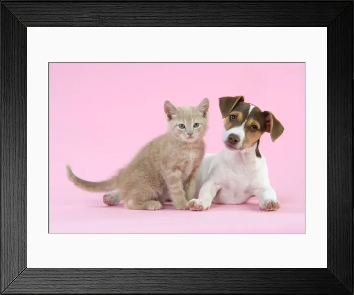 Framed Print : Kitten & Jack Russell puppy Framed Print : Kitten & Jack Russell puppy