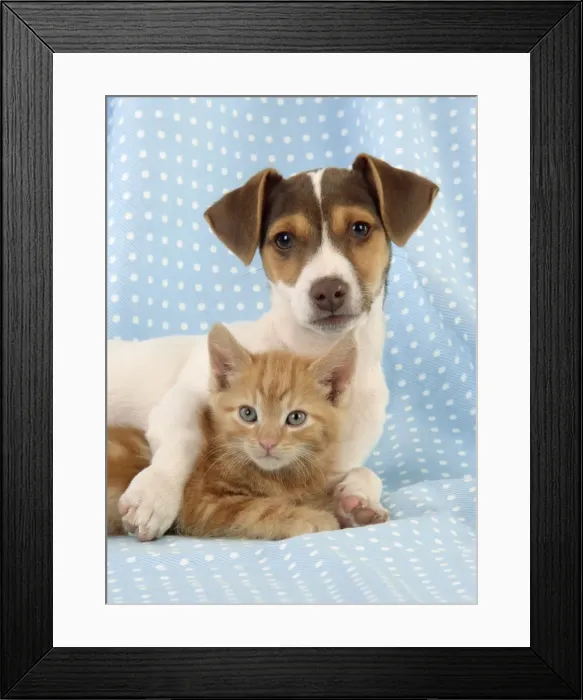 Framed Print : Kitten & Jack Russell puppy Framed Print : Kitten & Jack Russell puppy