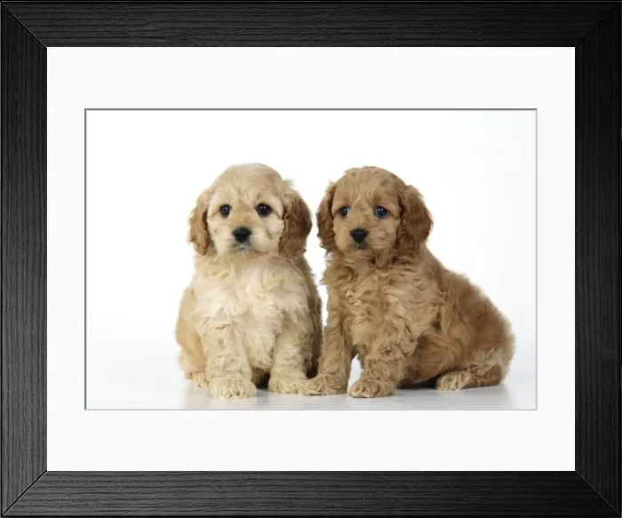 Framed Print : Dog. Cockerpoo puppies Framed Print : Dog. Cockerpoo puppies