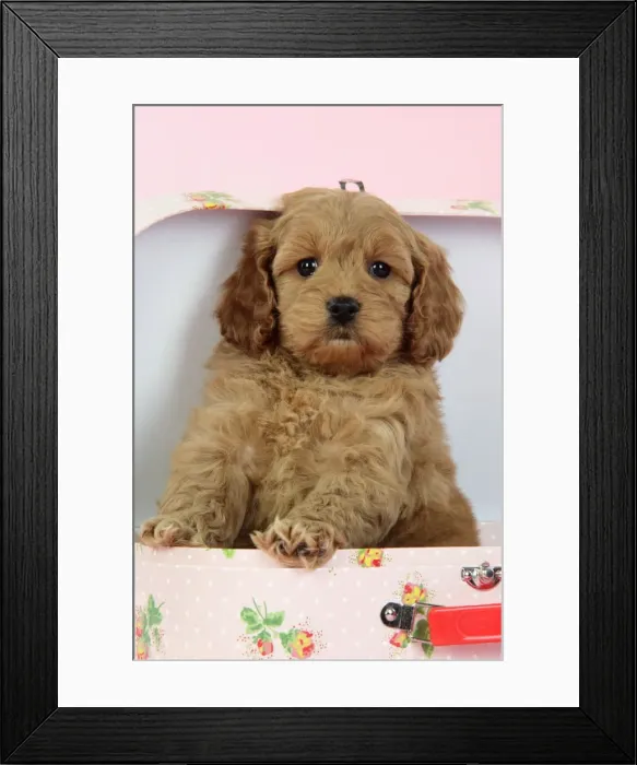 Framed Print : Dog. Cockerpoo puppy (7 weeks old) in pink suitcase Framed Print : Dog. Cockerpoo puppy (7 weeks old) in pink suitcase