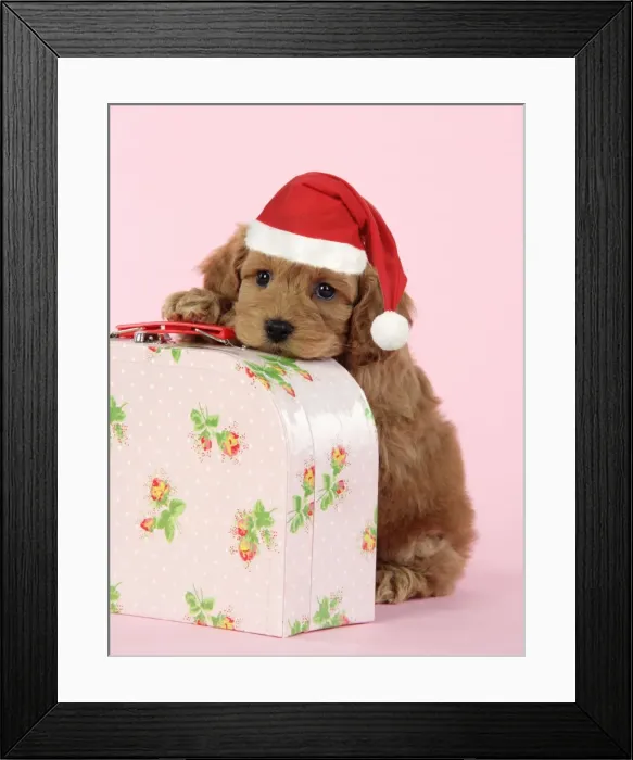 Framed Print : Dog. Cockerpoo puppy (7 weeks old) on pink suitcase wearing Christmas hat Digital Manipulation; Hat (JD) Framed Print : Dog. Cockerpoo puppy (7 weeks old) on pink suitcase wearing Christmas hat Digital Manipulation; Hat (JD)