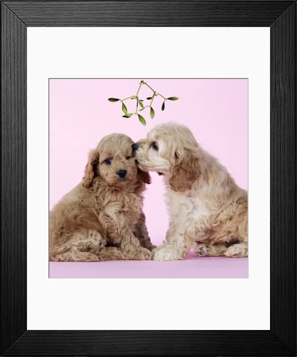 Framed Print : Dog. Cockerpoo puppies (7 weeks old) under mistletoe Framed Print : Dog. Cockerpoo puppies (7 weeks old) under mistletoe