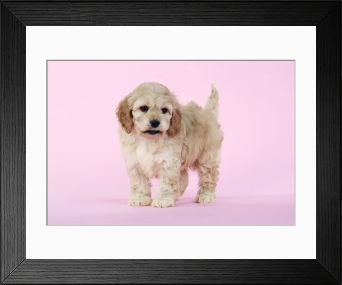 Framed Print : Dog. Cockerpoo puppy (7 weeks old) Framed Print : Dog. Cockerpoo puppy (7 weeks old)