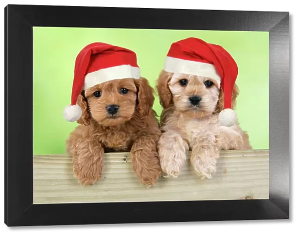 Dog. Cockerpoo puppies (7 weeks old) looking over fence wearing Christmas hats. Digital Manipulation: Hats JD