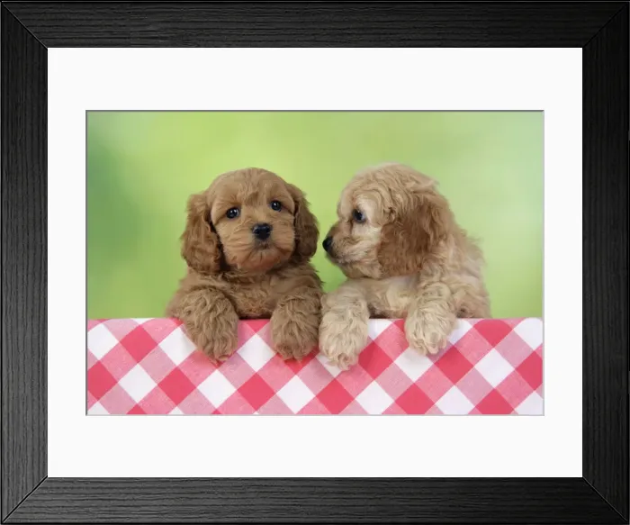 Framed Print : Dog. Cockerpoo puppies (7 weeks old)