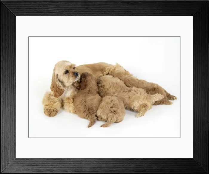 Framed Print : Dog. Cockerpoo puppies (7 weeks old) with mother Framed Print : Dog. Cockerpoo puppies (7 weeks old) with mother
