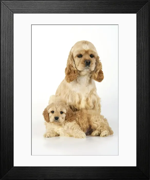 Framed Print : Dog. Cockerpoo puppy (7 weeks old) with mother Framed Print : Dog. Cockerpoo puppy (7 weeks old) with mother