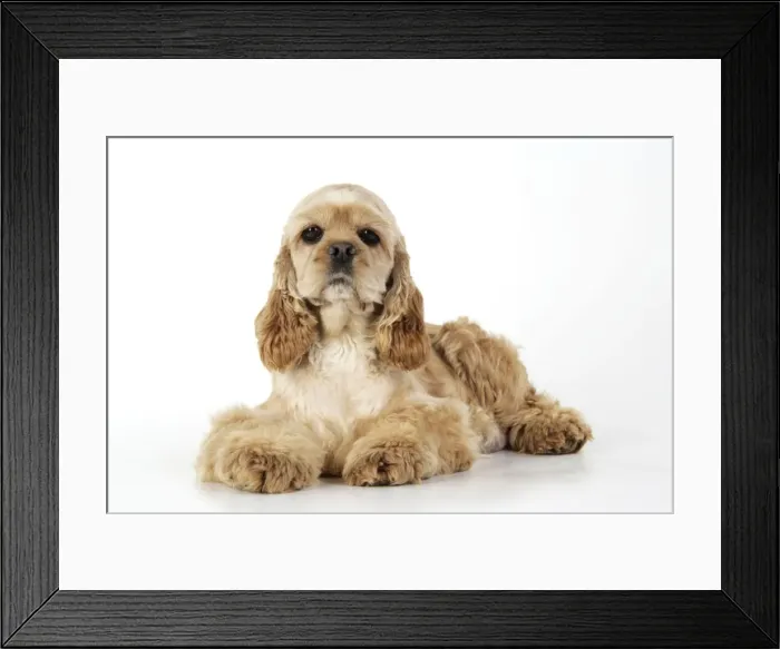 Framed Print : Dog. Cocker Spaniel Framed Print : Dog. Cocker Spaniel