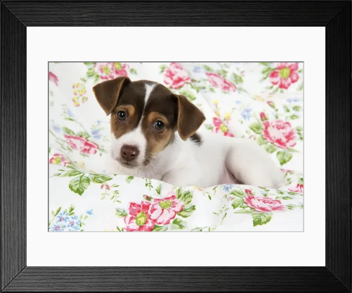 Framed Print : Dog. Jack Russell puppy (8 weeks old) Framed Print : Dog. Jack Russell puppy (8 weeks old)