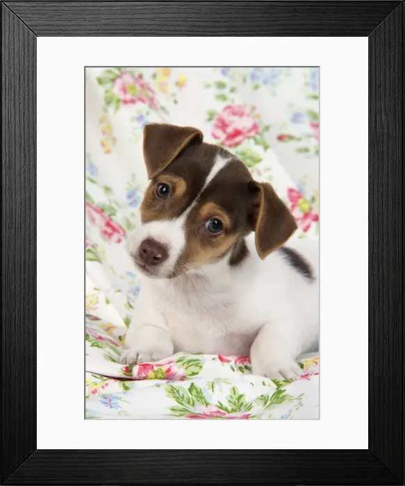 Framed Print : Dog. Jack Russell puppy (8 weeks old) Framed Print : Dog. Jack Russell puppy (8 weeks old)