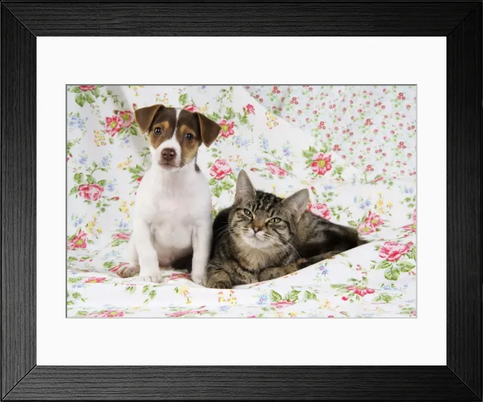 Framed Print : Dog. Jack Russell puppy (8 weeks old) and cat Framed Print : Dog. Jack Russell puppy (8 weeks old) and cat
