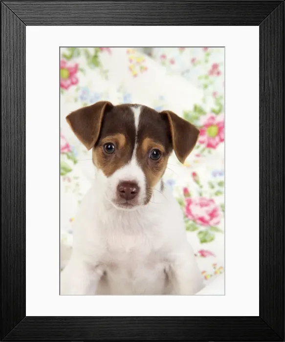 Framed Print : Dog. Jack Russell puppy (8 weeks old)