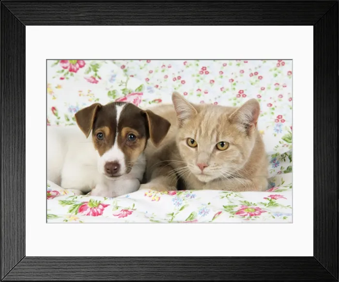 Framed Print : Dog. Jack Russell puppy (8 weeks old) and cat Framed Print : Dog. Jack Russell puppy (8 weeks old) and cat