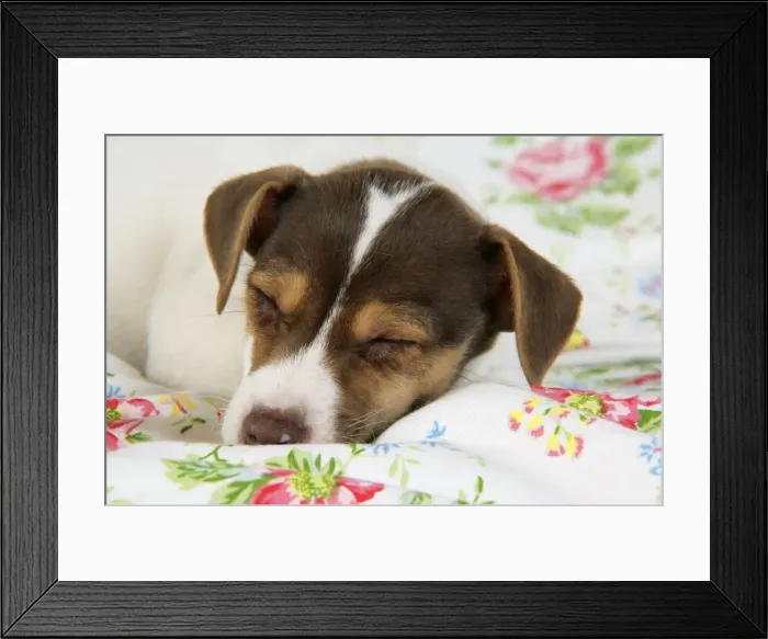 Framed Print : Dog. Jack Russell puppy (8 weeks old) sleeping Framed Print : Dog. Jack Russell puppy (8 weeks old) sleeping