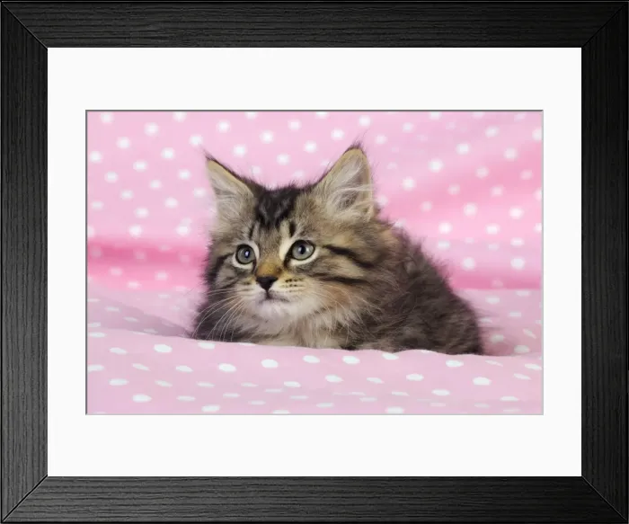 Framed Print : Cat. Kitten (7 weeks old) on pink background Framed Print : Cat. Kitten (7 weeks old) on pink background