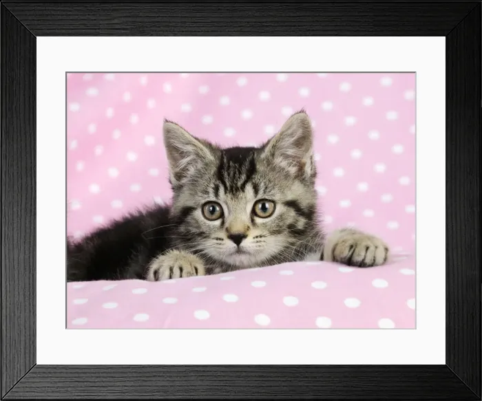 Framed Print : Cat. Kitten (7 weeks old) on pink background Framed Print : Cat. Kitten (7 weeks old) on pink background