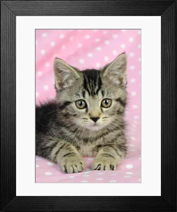 Framed Print : Cat. Kitten (7 weeks old) on pink background Framed Print : Cat. Kitten (7 weeks old) on pink background