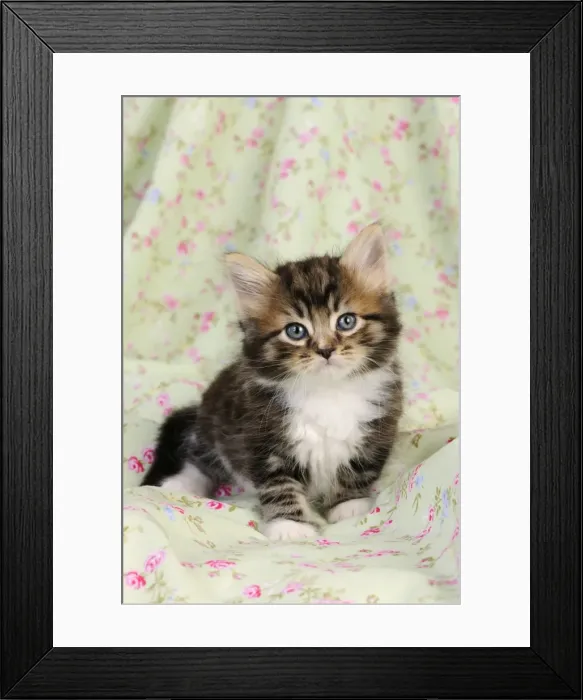 Framed Print : Cat. Kitten (7 weeks old) Framed Print : Cat. Kitten (7 weeks old)