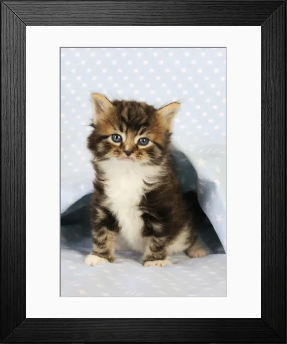 Framed Print : Cat. Tabby Kitten (6 weeks old) on star background