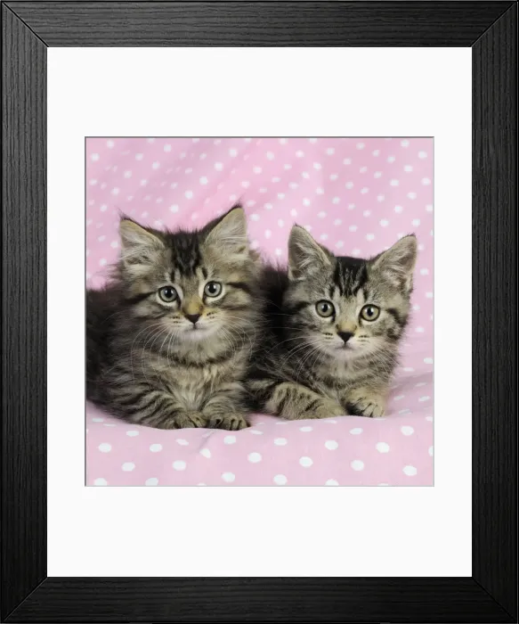 Framed Print : Cat. Kittens (7 weeks old) on pink background Framed Print : Cat. Kittens (7 weeks old) on pink background