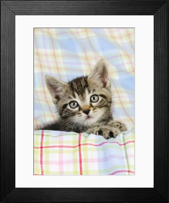Framed Print : Cat. Kitten (7 weeks old) Framed Print : Cat. Kitten (7 weeks old)