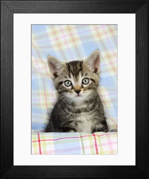 Framed Print : Cat. Kitten (7 weeks old) Framed Print : Cat. Kitten (7 weeks old)