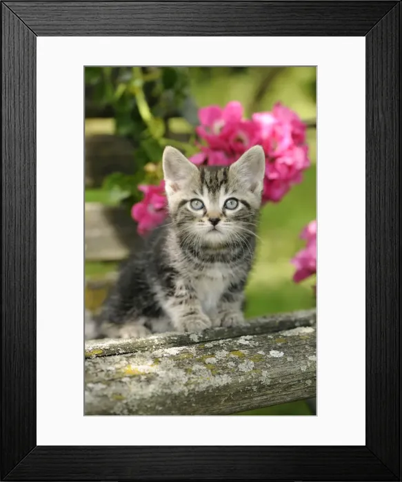 Framed Print : Cat. Kitten (7 weeks old) Framed Print : Cat. Kitten (7 weeks old)