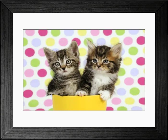 Framed Print : Cat. Kittens (7 weeks old) Framed Print : Cat. Kittens (7 weeks old)