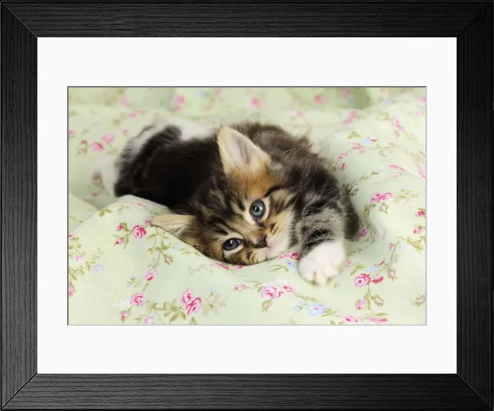 Framed Print : Cat. Kitten (7 weeks old) laying down Framed Print : Cat. Kitten (7 weeks old) laying down