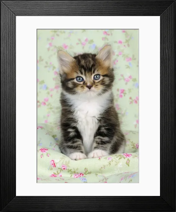 Framed Print : Cat. Kitten (7 weeks old) Framed Print : Cat. Kitten (7 weeks old)