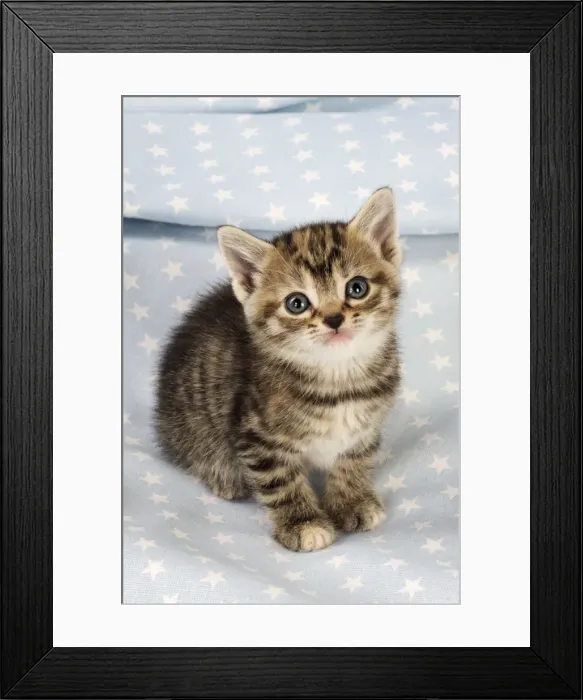 Framed Print : Cat. Tabby Kitten (6 weeks old) on star background Framed Print : Cat. Tabby Kitten (6 weeks old) on star background