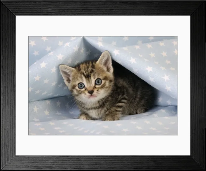 Framed Print : Cat. Tabby Kitten (6 weeks old) on star background Framed Print : Cat. Tabby Kitten (6 weeks old) on star background