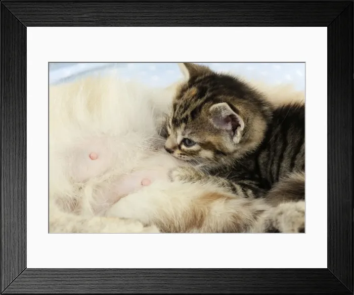 Framed Print : Cat. Kitten (6 weeks old) laying on mother cat on star background Framed Print : Cat. Kitten (6 weeks old) laying on mother cat on star background