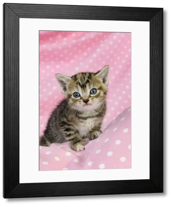 Framed Print : Cat. Kitten (6 weeks old) on pink background Framed Print : Cat. Kitten (6 weeks old) on pink background
