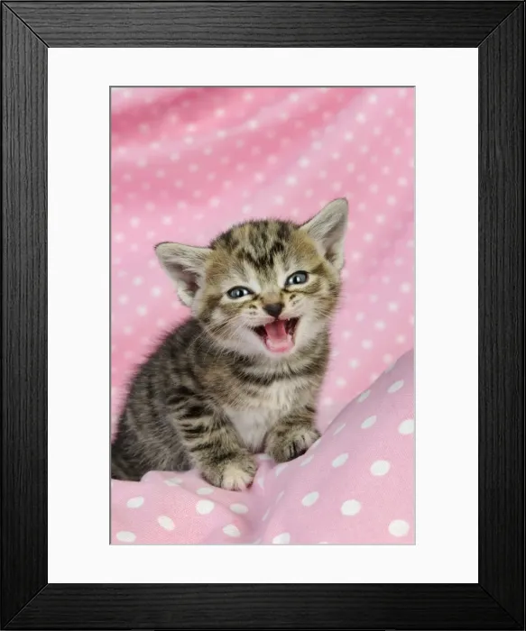 Framed Print : Cat. Kitten (6 weeks old) with mouth open on pink background Framed Print : Cat. Kitten (6 weeks old) with mouth open on pink background