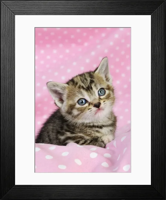 Framed Print : Cat. Kitten (6 weeks old) on pink background Framed Print : Cat. Kitten (6 weeks old) on pink background