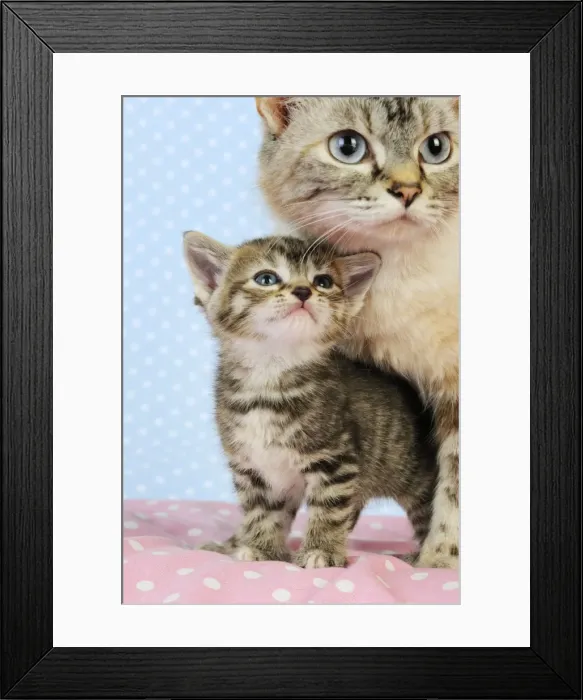 Framed Print : Cat. Tabby Kitten (6 weeks old) in between legs of cat Framed Print : Cat. Tabby Kitten (6 weeks old) in between legs of cat