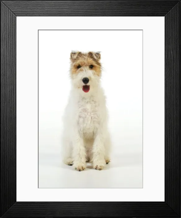 Framed Print : Dog. Wire fox terrier Framed Print : Dog. Wire fox terrier