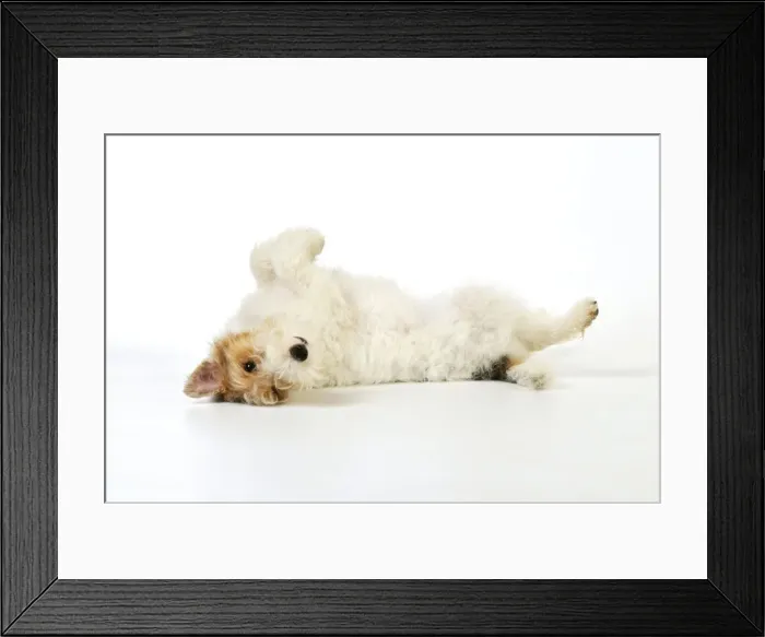 Framed Print : Dog. Wire Fox Terrier laying on back Framed Print : Dog. Wire Fox Terrier laying on back