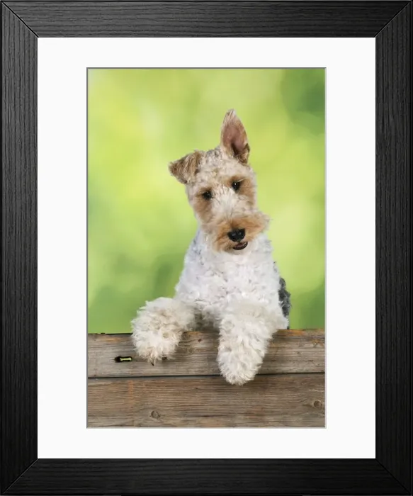 Framed Print : Dog. Wire Fox Terrier looking over wooden fence Framed Print : Dog. Wire Fox Terrier looking over wooden fence