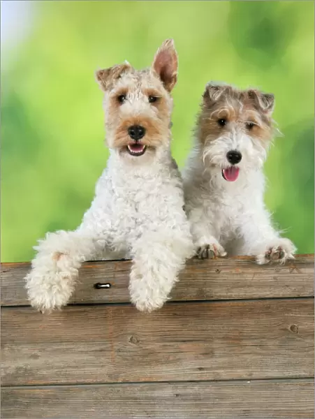 Dog. Wire Fox Terriers looking over wooden fence