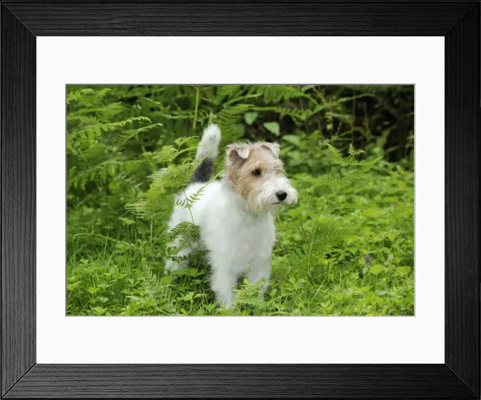 Framed Print : Dog. Wire Fox Terrier Framed Print : Dog. Wire Fox Terrier