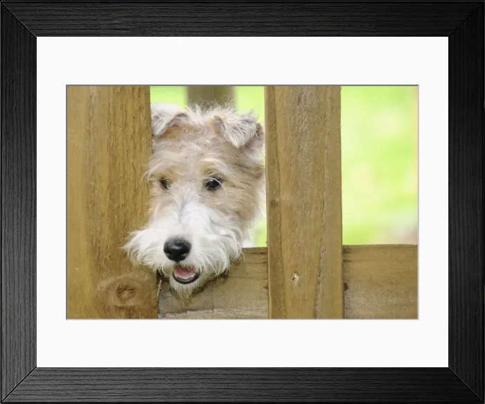 Framed Print : Dog. Wire Fox Terrier looking through fence Framed Print : Dog. Wire Fox Terrier looking through fence
