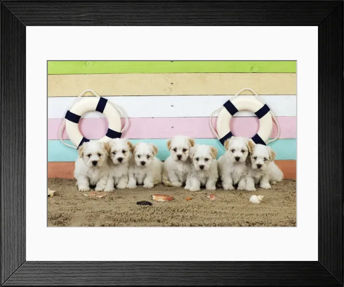 Framed Print : Dog. White teddy bear puppies at the beach Framed Print : Dog. White teddy bear puppies at the beach